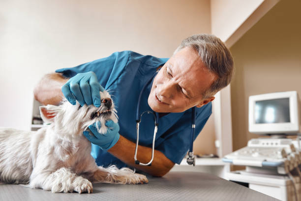 Best After-Hours Emergency Dentist in Stuarts Draft, VA